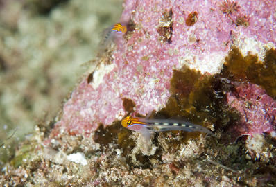 Redhead Goby