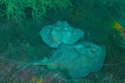 Round Stingray