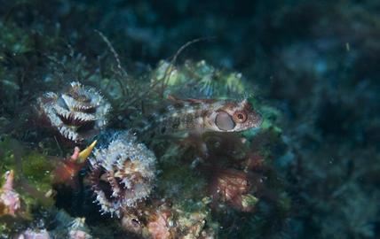 Browncheek Blenny 
