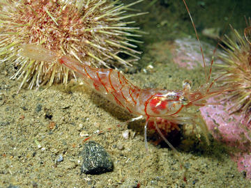 aesop shrimp