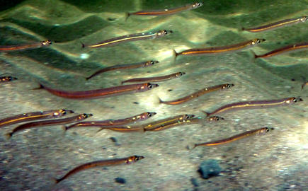 American Sand Lance