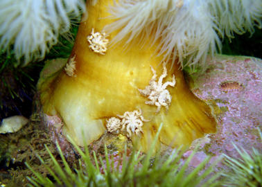 anemone sea spider