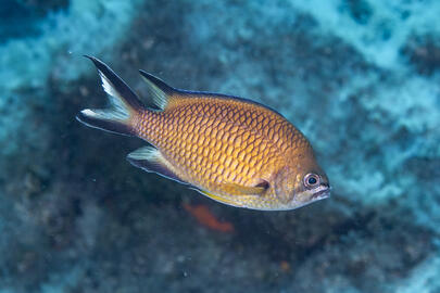 Photo by Stacey Henderson