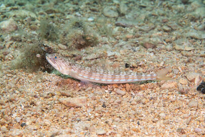 Photo by Stacey Henderson