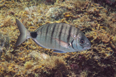 Photo by Stacey Henderson