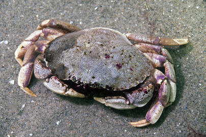 atlantic rock crab