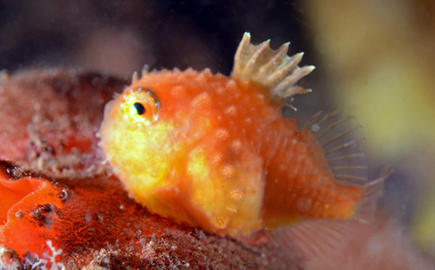Atlantic Spiny Lumpsucker