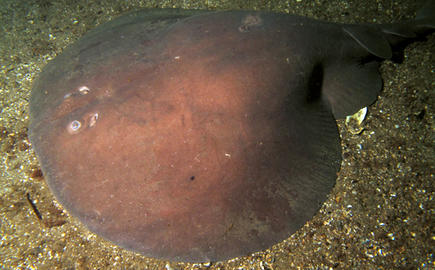 Atlantic Torpedo