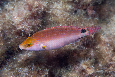 Photo by Stacey Henderson