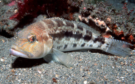 Bank Sea Bass