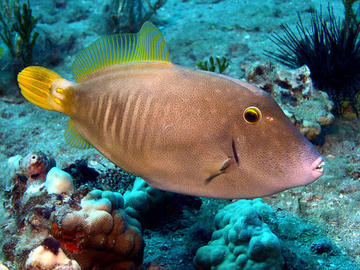 Barred Filefish