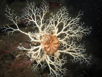 Basket Star