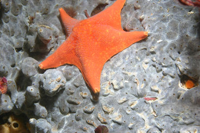Bat Star