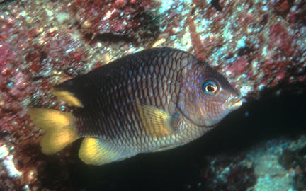 Beaubrummel (Adult)