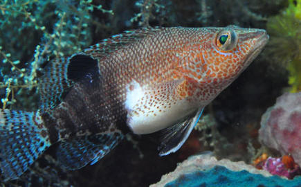Belted Sandfish
