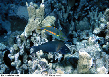 Belted Wrasse