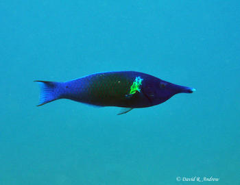 Bird Wrasse