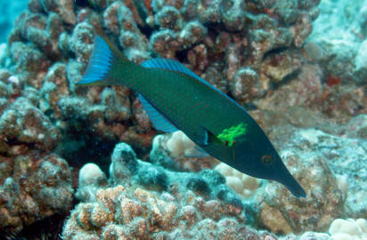 Photo by Janna Nichols