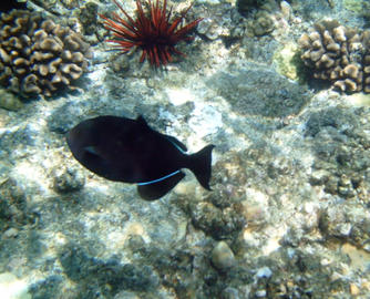 Black Durgon
