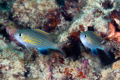 Photo by Bill Stohler