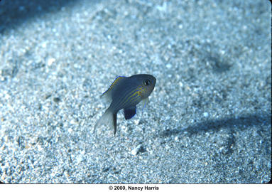 Blackfin Chromis