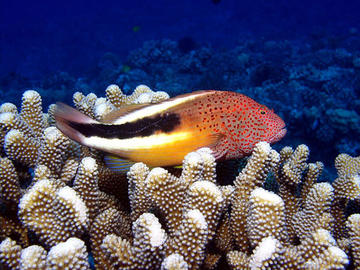 Blackside Hawkfish