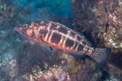 Photo by Stacey Henderson