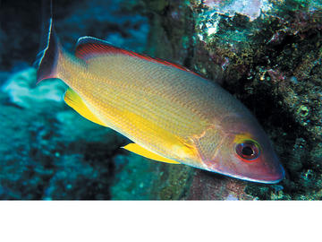 Blacktail Snapper