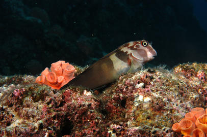 Panamic Fangblenny