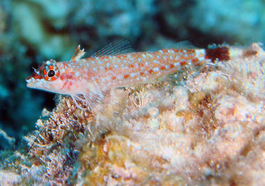 Lizard Triplefin