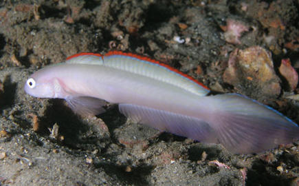 Blue Dartfish