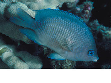 Blue-eye Damselfish