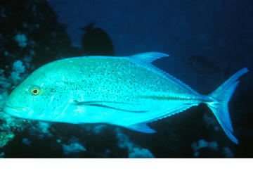 Bluefin Trevally
