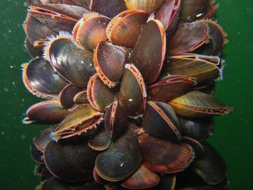 blue mussel