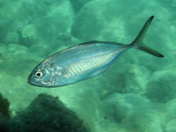 Photo by Janna Nichols