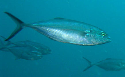 Blue Runner