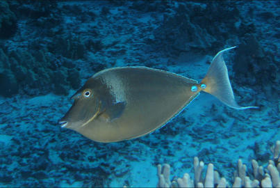 Bluespine Unicornfish