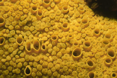 boring sponge
