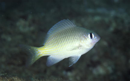 Brighteye Damselfish