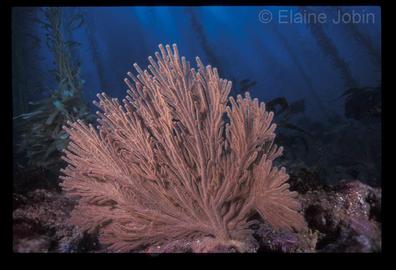 Brown Gorgonian