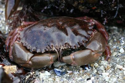 Brown Rock Crab