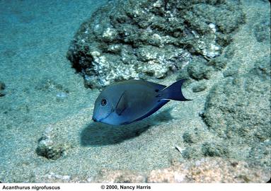 Brown Surgeonfish