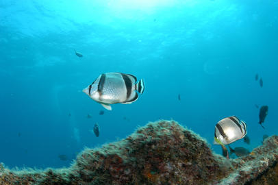 Threebanded Butterflyfish