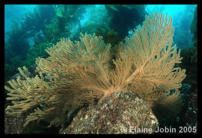 California Golden Gorgonian