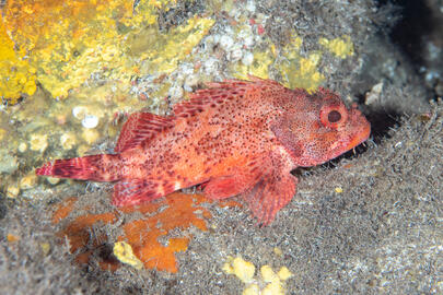 Photo by Stacey Henderson