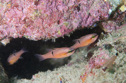 Pink Cardinalfish