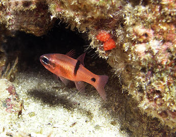 Bar Spot Cardinalfish