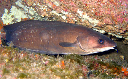 Carolina Hake