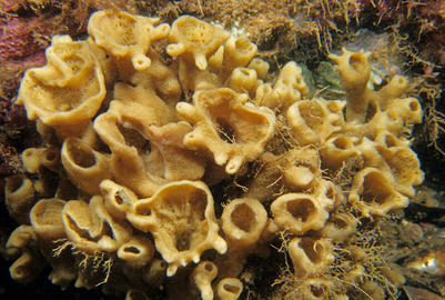 chalice sponge