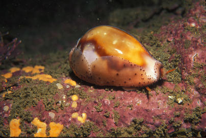 Chestnut Cowry